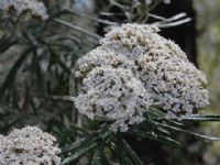 Ozothamnus ferrugineus