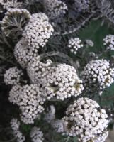 Ozothamnus rosmarinifolius Silver Jubilee