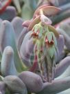 Pachyphytum oviferum