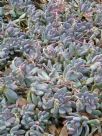 Pachyphytum oviferum