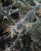 Pachypodium bispinosum