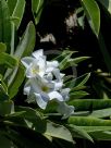 Pachypodium lamerei