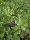 Pachysandra terminalis Variegata