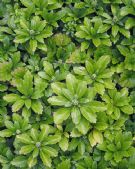 Pachysandra terminalis