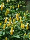 Pachystachys lutea