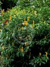 Pachystachys lutea