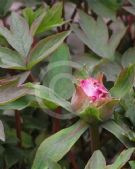 Paeonia suffruticosa