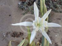 Pancratium maritimum