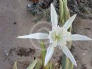 Pancratium maritimum