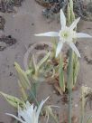 Pancratium maritimum