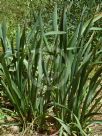 Pancratium maritimum