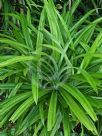 Pandanus amaryllifolius