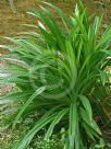 Pandanus amaryllifolius