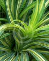 Pandanus tectorius Baptistii