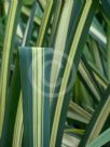 Pandanus tectorius Baptistii