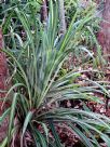 Pandanus tectorius Baptistii