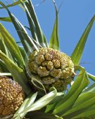 Pandanus tectorius australianus