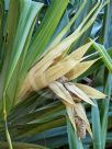 Pandanus tectorius australianus