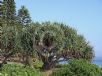 Pandanus tectorius australianus