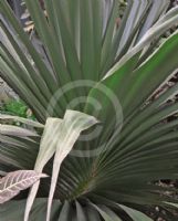 Pandanus tectorius