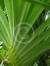 Pandanus tectorius