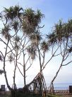 Pandanus tectorius