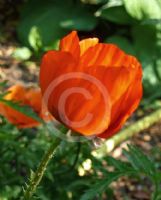 Papaver orientale