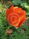 Papaver orientale