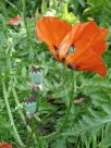 Papaver orientale