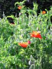 Papaver rhoeas