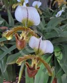 Paphiopedilum