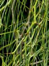 Parkinsonia aculeata