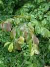 Parrotia persica