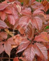 Parthenocissus quinquefolia