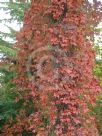 Parthenocissus quinquefolia