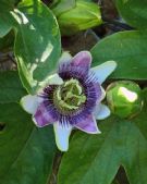 Passiflora caerulea