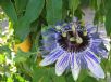 Passiflora caerulea