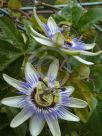 Passiflora caerulea