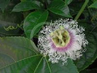 Passiflora edulis