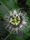 Passiflora edulis