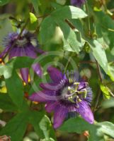 Passiflora Amethyst