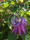 Passiflora Amethyst