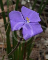 Patersonia sericea