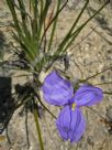 Patersonia sericea