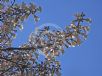 Paulownia fortunei