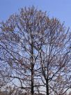 Paulownia fortunei