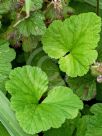 Pelargonium australe