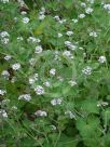 Pelargonium australe