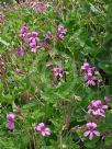 Pelargonium rodneyanum