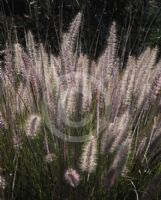 Pennisetum setaceum